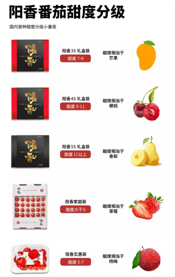 阳香 高端小番茄 3S级礼盒装 520g 甜度7-9