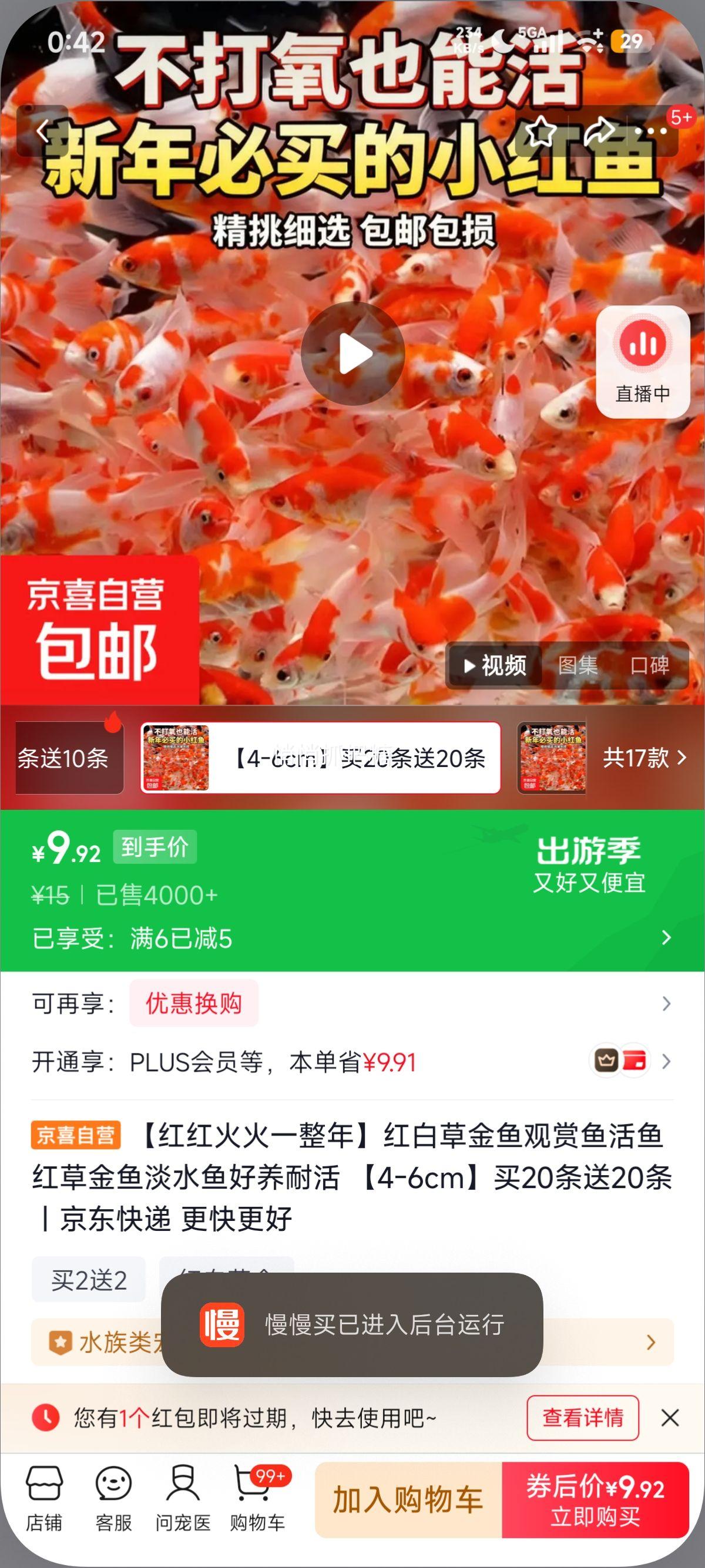 红白草金鱼 观赏鱼 淡水鱼 4-6cm 买20送20优惠证明