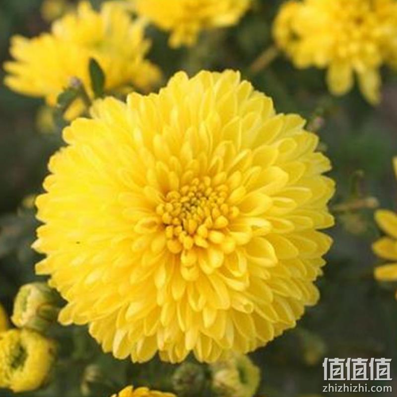  一朵一杯金丝皇菊散装100朵