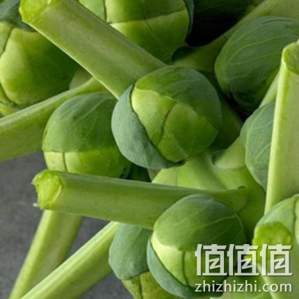  荷兰进口孢子甘蓝种子 5粒
