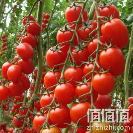 红圣女果种子 20粒