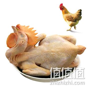  温氏 供港农养鸡 800g 大公鸡烧鸡公火锅食材 高品质供港鸡