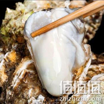  乳山新鲜生蚝大牡蛎L号2.5kg 约25-35个