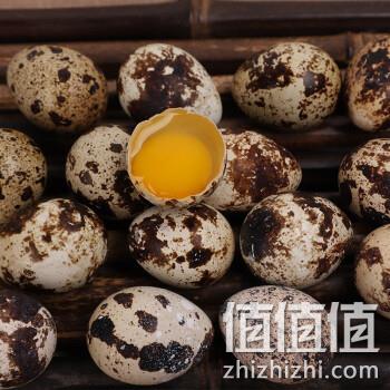  鲜窝窝 新鲜散养生鹌鹑蛋 50枚