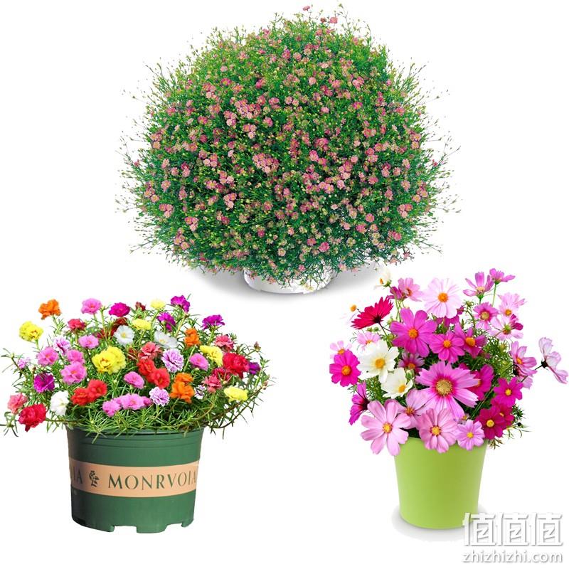    满天星+太阳花+波斯菊+3盆+土+肥每样200