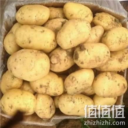  山东 新鲜中大土豆 5斤