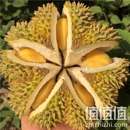  晨木鲜生 泰国进口金枕头榴莲水果 新鲜生鲜 2-3斤金枕榴莲（单个）
