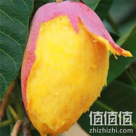  海南 贵妃芒 净重2.6斤 单果70-100g