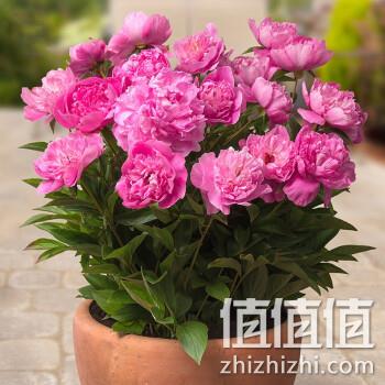  若绿 重瓣大花芍药根块 带牙花苗盆栽 芍药种根 8-10个芽/颜色随机1个