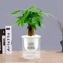 爱心东东 单杆发财树盆栽  单杆发财树+早安盆