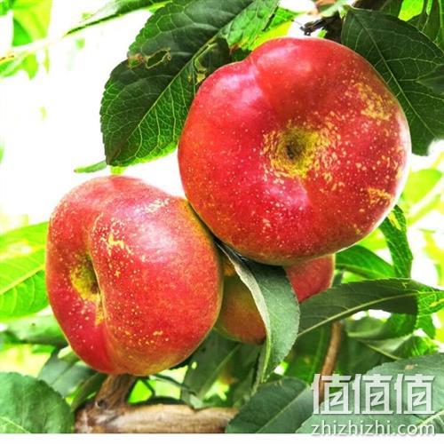  新鲜水果陕西油蟠桃大果 5斤中果约30枚