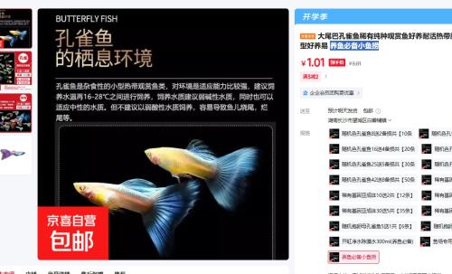  大尾巴孔雀鱼 养鱼必备小鱼捞  1条优惠证明