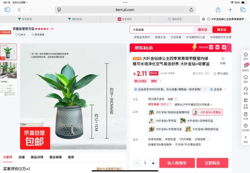  大叶金钻+轻奢盆 1盆（约15厘米左右）优惠证明