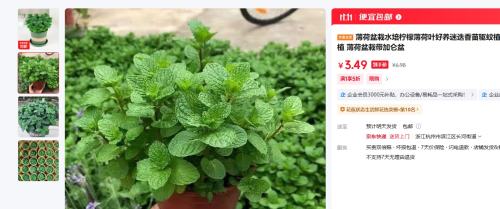 薄荷盆栽水培柠檬薄荷叶好养迷迭香苗驱蚊植物室内新鲜绿植 薄荷盆栽带加仑盆优惠证明