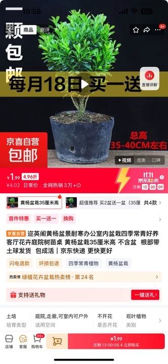 京喜 黄杨盆栽35厘米高 不含盆  根部带土球发货  包成活（买一送一）优惠证明