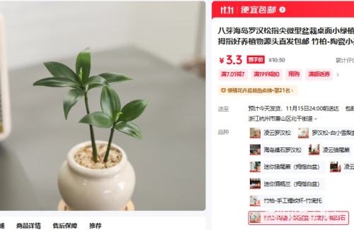 八芽海岛罗汉松  竹柏-陶瓷小茶罐盆-竹底托-铺面石 陶瓷盆-带盆栽好优惠证明