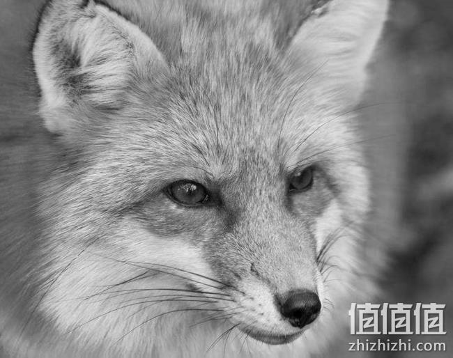 90%白鸭绒 龙帝澳 男士 大毛领 中长款羽绒服 券后378元包邮（吊牌价988元） 值值值-买手聚集的地方