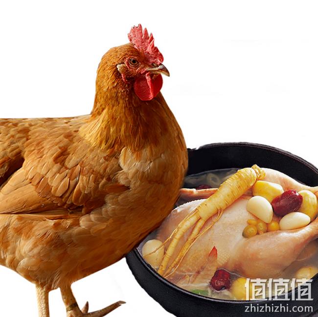 麦德龙等超市供应商：壹号 520天散养老母鸡 2.5斤*2只 第2件0元  券后79元包顺丰   值值值-买手聚集的地方