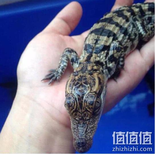 可当宠物！单只 活体小泰鳄 30cm左右长 568元包邮 值值值-买手聚集的地方