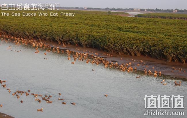 广西北海特产：海老伯 烤海鸭蛋75g*20枚 券后39.8元包邮（长期售价49.8元） 值值值-买手聚集的地方