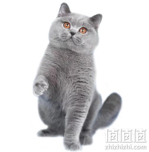 萌宠！英国短毛猫 蓝猫 60天左右猫龄 1080元 值值值-买手聚集的地方