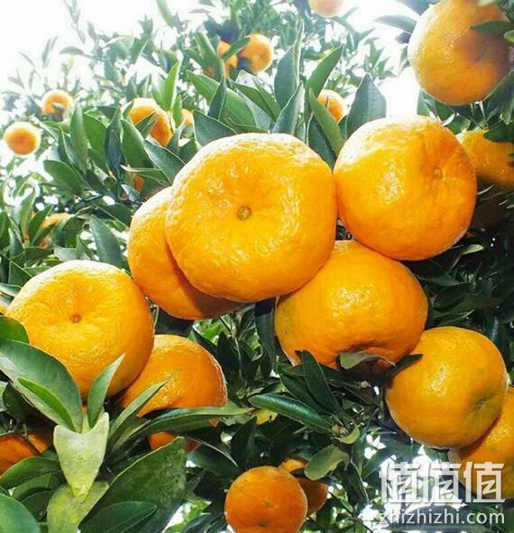 买1送1：四川芦柑椪柑 2件共9.5斤装 券后19元包邮，合2元/斤 值值值-买手聚集的地方