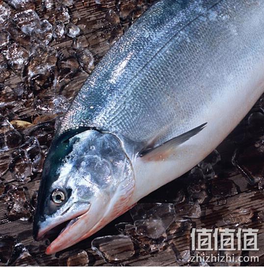 支持开箱验货，猫二郎 智利进口冰冻大西洋三文鱼整条 12-13斤  双重优惠后499.5元顺丰包邮 值值值-买手聚集的地方