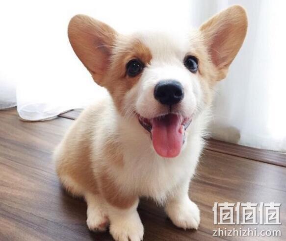 宁宠 小短腿 宠物级 纯种雄性柯基犬 2969元，运费350元 值值值-买手聚集的地方