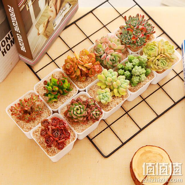 爆卖11万件！10盆装 花匠多肉 多肉植物 盆栽 券后8.8元包邮 90天内挂掉券额退款 值值值-买手聚集的地方