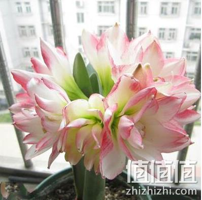 荷兰进口，千与千寻园艺 重瓣朱顶红盆栽 券后9.9元包邮 值值值-买手聚集的地方