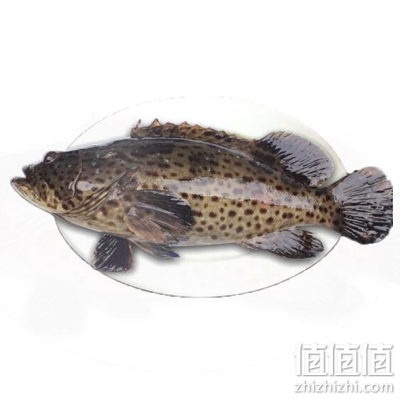 限地区： 皇港世家 海南冰鲜青石斑鱼600g x4条 券后112元包邮 值值值-买手聚集的地方