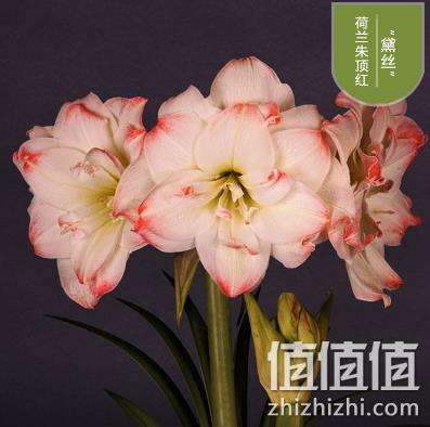 荷兰进口，千与千寻园艺 重瓣朱顶红盆栽 券后9.9元包邮 值值值-买手聚集的地方