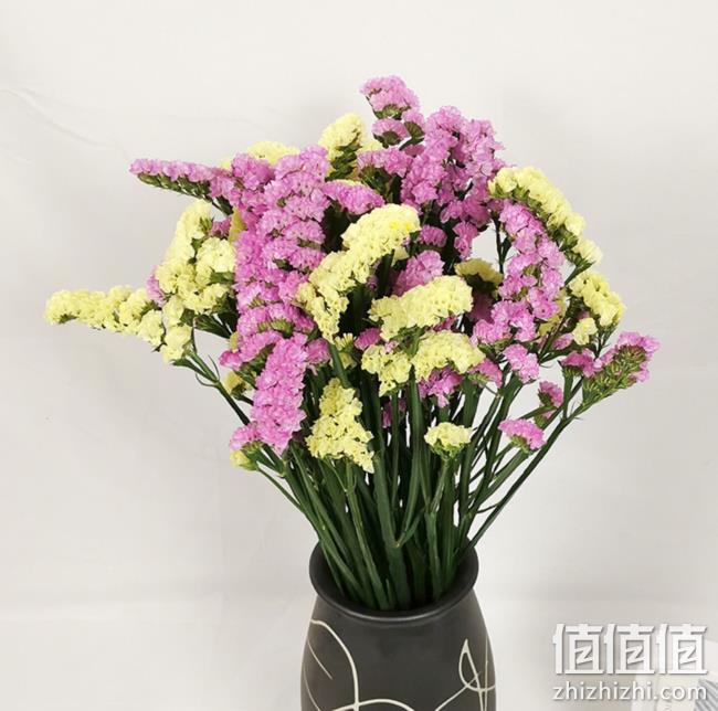 百花之坊 云南 勿忘我干花 券后15.6元包邮 值值值-买手聚集的地方