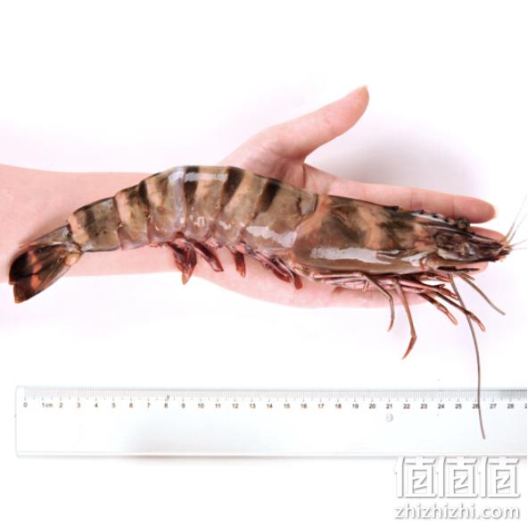 5件 超大只 壹家壹站 马来西亚 野生老虎虾167g/只 双重优惠190元 值值值-买手聚集的地方