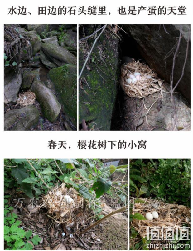4.9分，汇吃喵 散养绿壳土鸡蛋 30枚  33.8元包邮  值值值-买手聚集的地方