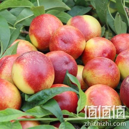 预售5天发货，首尚鲜 山东油桃带箱 5斤 券后29.9元包邮 值值值-买手聚集的地方