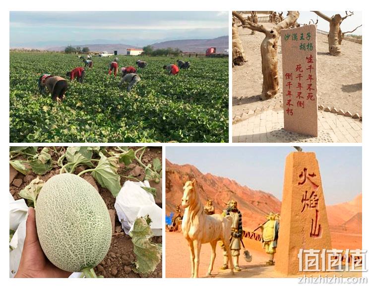 全中国最好吃的哈密瓜：新疆火焰山 西州蜜25号 2个 约7斤 58元包邮 值值值-买手聚集的地方