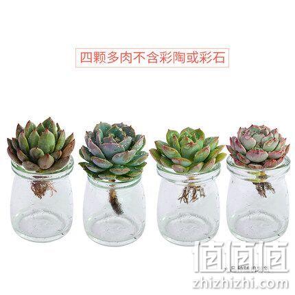 锦圃 4棵水培多肉+玻璃花盆 券后9.9元包邮 值值值-买手聚集的地方