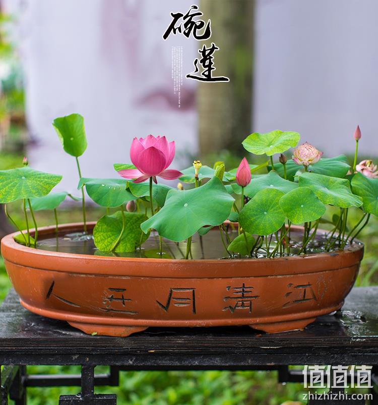 战天 已开口碗莲30粒+荷塘泥+盆+营养液 券后7.8元包邮 值值值-买手聚集的地方