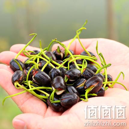 战天 已开口碗莲30粒+荷塘泥+盆+营养液 券后7.8元包邮 值值值-买手聚集的地方