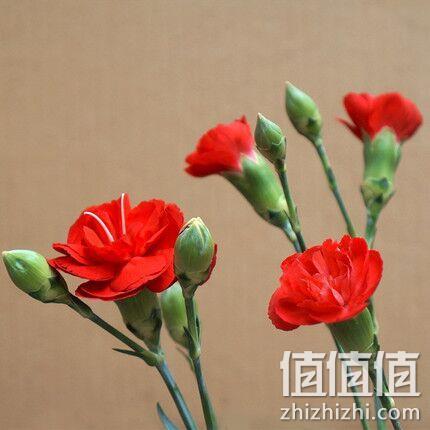 母亲节送礼，EasyFlower 宜花 红色多头 康乃馨 10支 券后19.9元包邮 值值值-买手聚集的地方