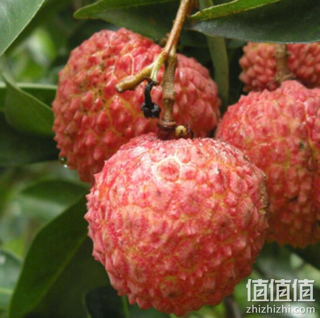 美香农场 海南妃子笑新鲜荔枝 5斤  64元包邮 值值值-买手聚集的地方