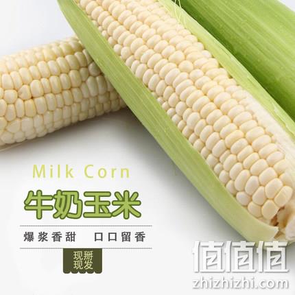 可生吃，田园小子 新鲜现摘 水果牛奶白玉米 5斤 18.9元包邮 值值值-买手聚集的地方