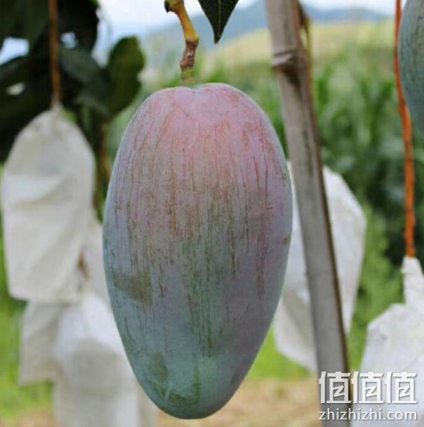 神价 无筋 汁多 10斤：凯特 中大芒果 三重优惠后24元包邮 折合2.4元/斤（线下8元/斤） 值值值-买手聚集的地方