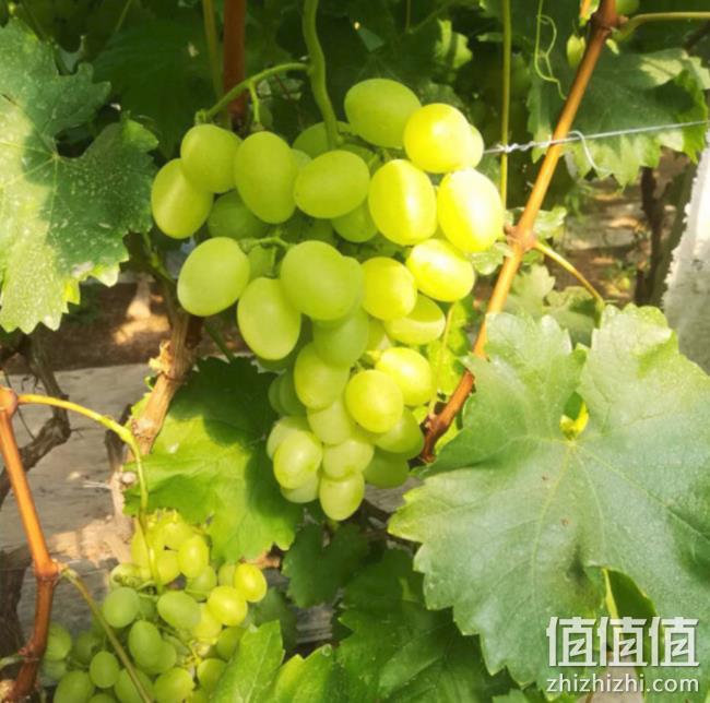 顺丰空运！巨集 维多利亚 青提 臻选装500克x3件 46元 值值值-买手聚集的地方