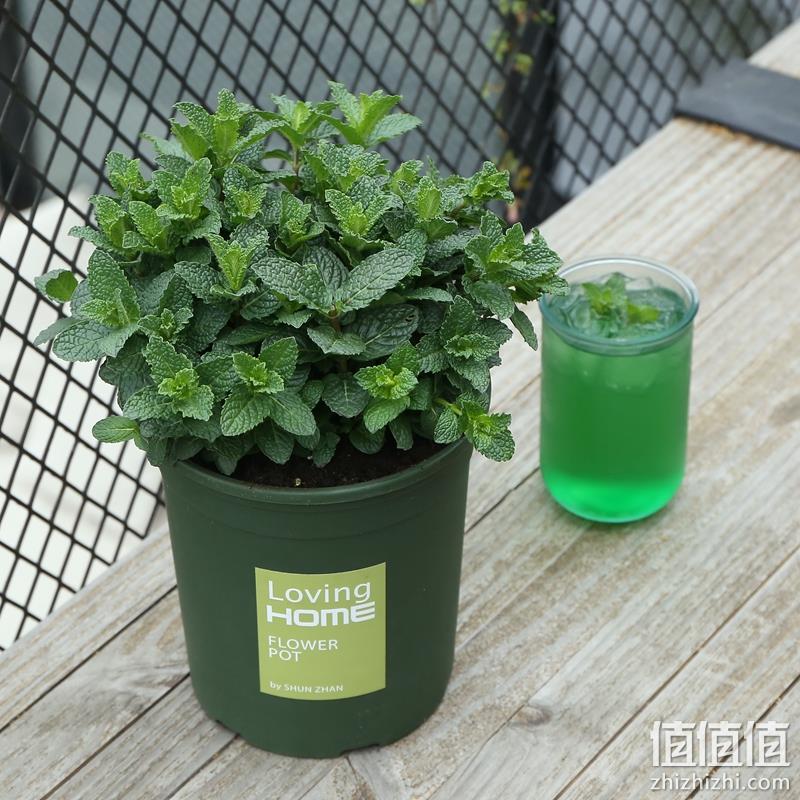 可食用！爱花唯久 带盆栽好薄荷绿植 拼团19.8元 值值值-买手聚集的地方