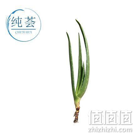 纯荟 2年苗 20cm 1棵x2件 双重优惠3.35元包邮 值值值-买手聚集的地方