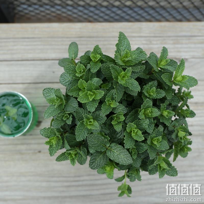 可食用！爱花唯久 带盆栽好薄荷绿植 拼团19.8元 值值值-买手聚集的地方