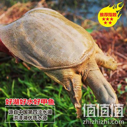 死亡包赔,品鲜肴 洪泽湖3-4年野养甲鱼 2斤 158元包顺丰 值值值-买手聚集的地方