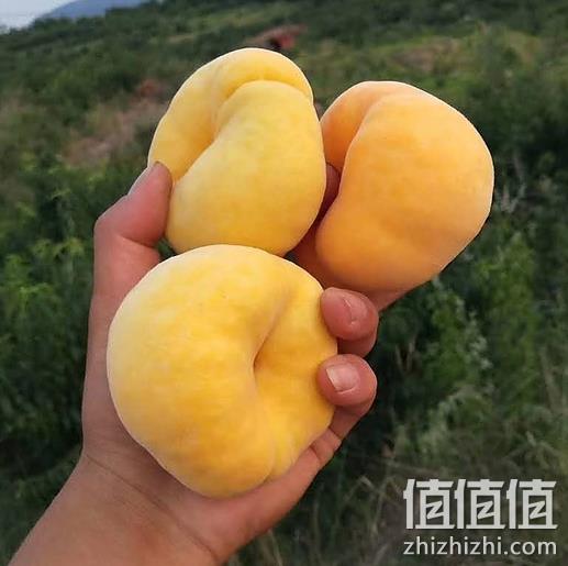 飓香园 山东 黄蟠桃5斤 券后29.9元包顺丰 值值值-买手聚集的地方